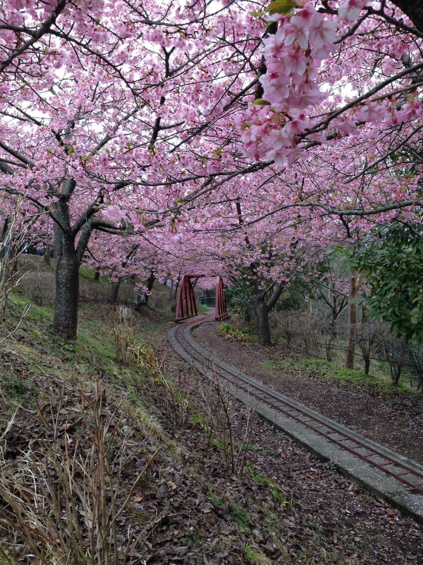 夜明はるか